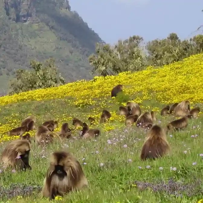 Top 16 of the most beautiful places to visit in Ethiopia